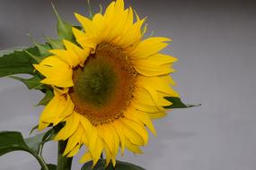 Sunflower Flowers Blossom