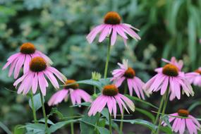 Pink Flower Petals Plant