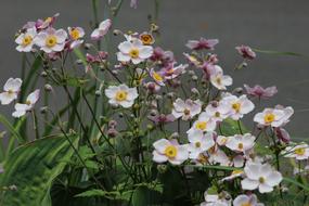 White Flowers Garden Petals