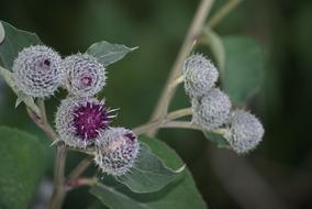 Burdock Flower Flowering