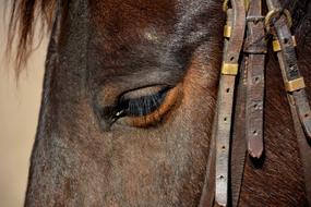 Horse Animal Head