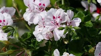Geranium Flower Flowers Balcony