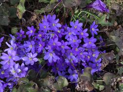 Flower Blåveis Our The Nature Of