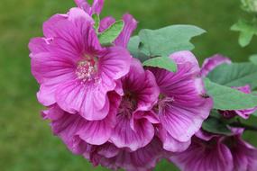 Lavatera Shrub Plant