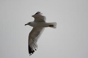 photo of a seagull in flight