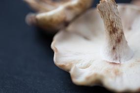 crude porcini mushroom