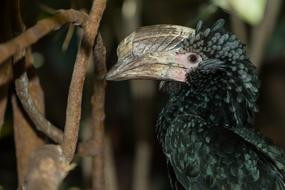 Silvery-Cheeked Hornbill Silvery
