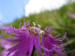 Flower Slovenia Bar Sticks