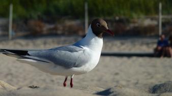 Flock Sand Nature