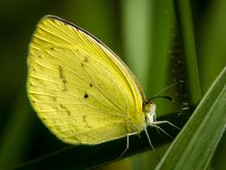 Butterfly Yellow Insect