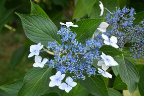 Hydrangea Blue Flowers in the garden