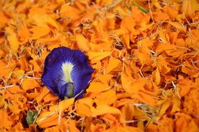 Contrast Flowers Bright Colours