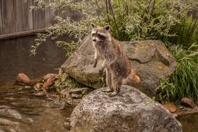 Raccoon Animal in zoo