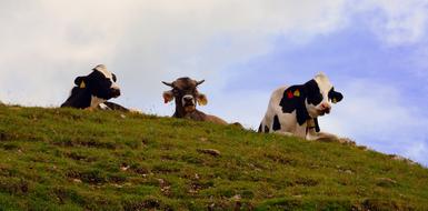Cows Rest on Pasture
