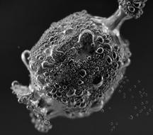 Poppy Capsule Black White