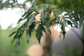 Plant Phlox Speciosa Feather leaf