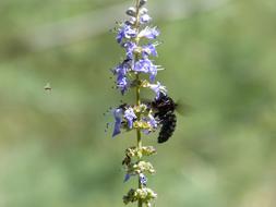 Drone Black Bumblebee