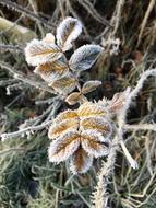 Leaf Frost Ice