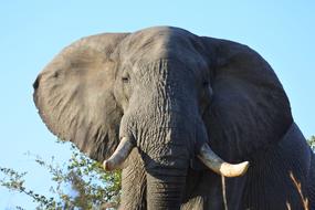 Elephant Africa Safari