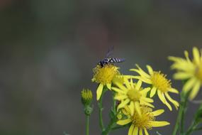 Fly Insect Mouchette Flying