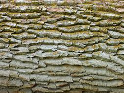 Bark Nature Tree Trunk Pattern