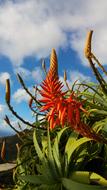 a beautiful red flower
