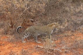Leopard Nature Kenya