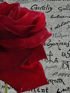 Rose Queen Of Flowers