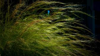 Grass Summer Wispy