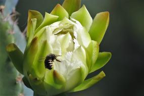 Flower Cactus White Bud Bumble bee