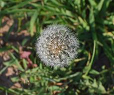 Dandelion Head Seeds Plant