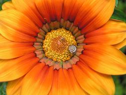 Gazania Flower Orange