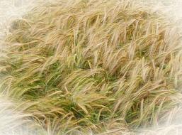 Barley Agriculture Yellow