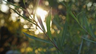 Sunlight Wallpaper Leaves