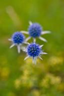 three blue flowers
