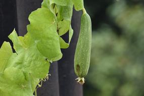 small cucumber on a bush