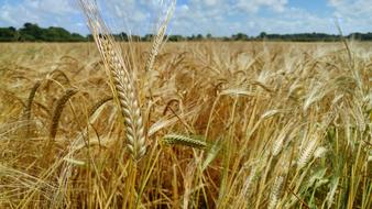 Wheat Cereal Agriculture