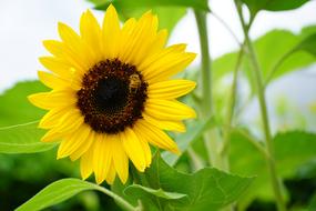 yellow sunflower bright