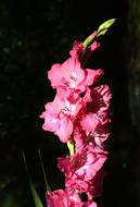 Gladiolus Gladidus Butterfly