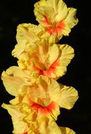 Gladiolus Gladidus Butterfly