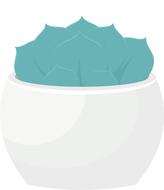sukulent flowerpot plant