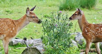 Wild Roe Deer Kitz