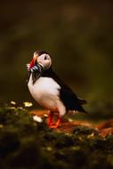 Puffin Fish Animal