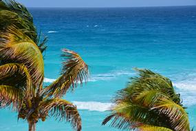 Beach Palms and ocean