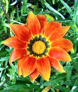 Gazania Flower Orange