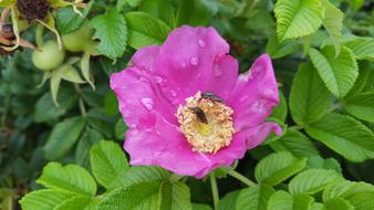 flower insect bush