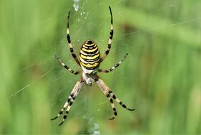 Black and yellow Wasp Spider