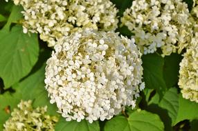 Hydrangea Flower Flowers White