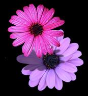 Flowers Background Plant