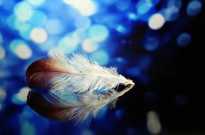 Plume Blue Bokeh